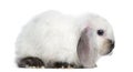 Side view of a Satin Mini Lop rabbit, isolated Royalty Free Stock Photo