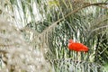 Side view of a scarlet ibis, Eudocimus ruber, perched on an branch; in captivity Royalty Free Stock Photo