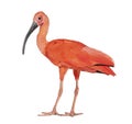 Side view of a Scarlet ibis looking at the camera, Eudocimus ruber, Isolated on white Royalty Free Stock Photo