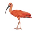 Side view of a Scarlet ibis looking at the camera, Eudocimus ruber, Isolated on white Royalty Free Stock Photo