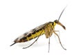 Side view of a Scorpionfly, Panorpa vulgaris, isolated