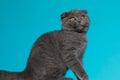 Side view of scotish fold kitty looking away Royalty Free Stock Photo