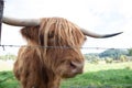 Side view of Scottish Highland Cow behind barbed wire fence Royalty Free Stock Photo