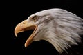 Threatening bald eagle isolated on black background Royalty Free Stock Photo