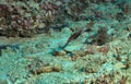 side view of seagrass ghost pipefish camouflaged and swimming snout down in near the sandy bottom of the reefs in watamu marine