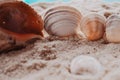 side view of seashells on sand Royalty Free Stock Photo