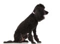 Side view of a seated black poodle