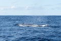 Side view of a Sei Whale Balaenoptera borealis and its blow hole as it surfaces for breath in the Atlantic Ocean