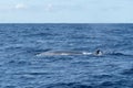 Side view of a Sei Whale Balaenoptera borealis and its dorsal fin as it surfaces for breath in the Atlantic Ocean