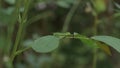 Side view of a Senna Tora leaflet with a one spot grass yellow butterfly caterpillar and a mature grass yellow butterfly chrysalis