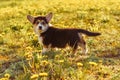 Side view of serious young little brown white dog welsh pembroke corgi standing on green grass in park near dandelions.