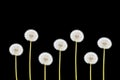 Dandelion seed heads isolated on black background. Royalty Free Stock Photo