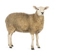 Side view of a Sheep looking away against white background Royalty Free Stock Photo