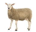 Side view of a Sheep looking at camera Royalty Free Stock Photo