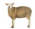 Side view of a Sheep looking at camera Royalty Free Stock Photo