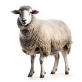 Side view of a Sheep looking at camera against white background. Royalty Free Stock Photo