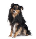 Side view of Sheltie dog, sitting Royalty Free Stock Photo