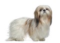 Side view of a Shih Tzu, 2 years old, standing Royalty Free Stock Photo