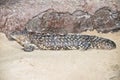 This is a side view of a shingle back lizard Royalty Free Stock Photo