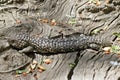 Shingle back lizard aka stumpy tail Royalty Free Stock Photo