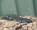 This is a side view of a shingle back lizard Royalty Free Stock Photo