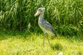 Side view of a Shoebill, also called Abu Markub, Latin Balaeniceps rex