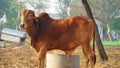 Side view shot of Brown Indian bull shaking sunlight in cold winter season. Gir bull with curious eyesight against camera Royalty Free Stock Photo