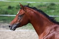 Side view shot of a galloping young arabian horse on pasture Royalty Free Stock Photo