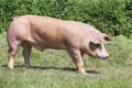 Side view shot of a young duroc breed pig on natural environment