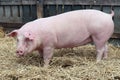 Closeup of a young pig sow at rural bio animal farm Royalty Free Stock Photo