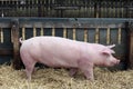 Side view shot of a young pig sow in the pen Royalty Free Stock Photo