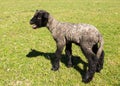 Side view of Shropshire lamb in meadow Royalty Free Stock Photo