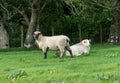 Side view of Shropshire sheep in meadow Royalty Free Stock Photo