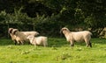 Side view of Shropshire sheep in meadow Royalty Free Stock Photo