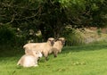 Side view of Shropshire sheep in meadow Royalty Free Stock Photo