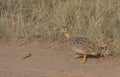 side view of shy female coqui francolin walking along dirt path in the wild savannah of masai mara, kenya