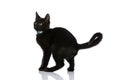 Side view of shy metis black cat with collar looking to side Royalty Free Stock Photo