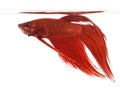 Side view of a Siamese fighting fish, Betta splendens Royalty Free Stock Photo