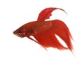 Side view of a Siamese fighting fish, Betta splendens Royalty Free Stock Photo