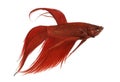 Side view of a Siamese fighting fish, Betta splendens