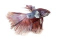 Side view of a Siamese fighting fish, Betta splendens Royalty Free Stock Photo