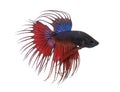 Side view of a Siamese fighting fish, Betta splendens Royalty Free Stock Photo