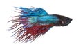 Side view of a Siamese fighting fish, Betta splendens Royalty Free Stock Photo