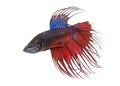 Side view of a Siamese fighting fish, Betta splendens Royalty Free Stock Photo