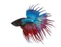Side view of a Siamese fighting fish, Betta splendens, isolated Royalty Free Stock Photo