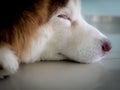 Side View of Siberian Husky Face Sleeping