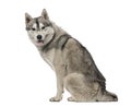 Side view of a Siberian Husky sitting, 1,5 year old Royalty Free Stock Photo