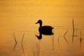 Side view silhouette of Mallard hen floating in a lake with grass hanging from beak