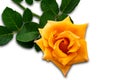 Side view single blooming yellow rose with leaves on white background