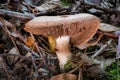 Side view of a single Cortinarius mushroom between leaves